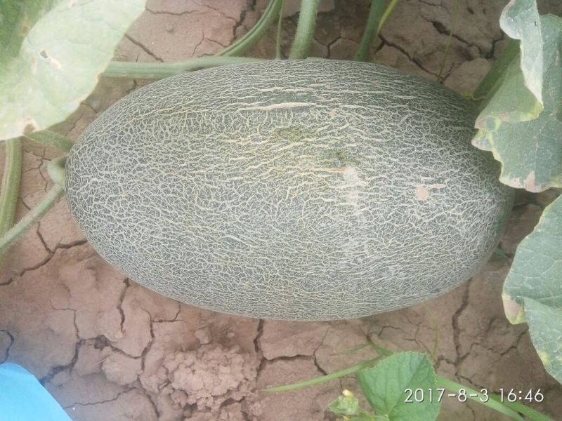 伽师瓜9斤以上椭圆形