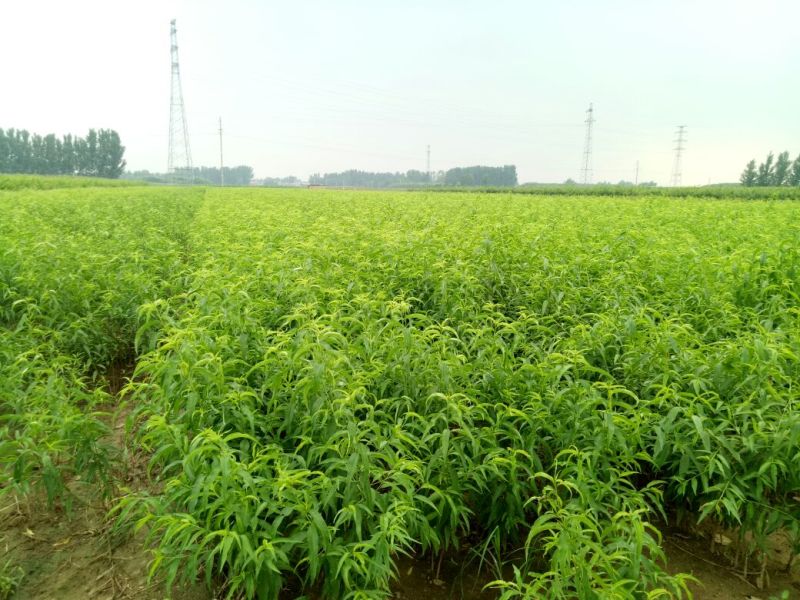 突围桃树苗6月份成熟的桃