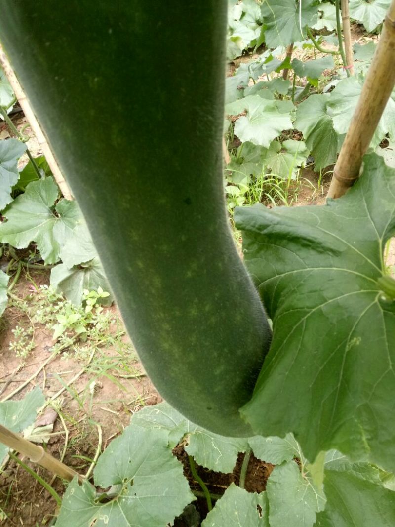 黑皮冬瓜25斤以上吊冬瓜