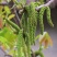 核桃花