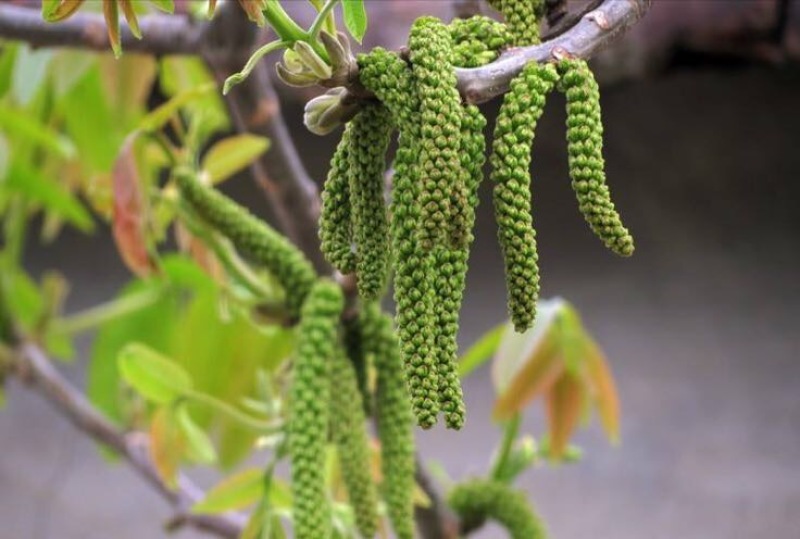 核桃花
