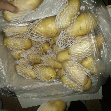 荷兰十五土豆大量供应箱装精品超袋装加工厂货