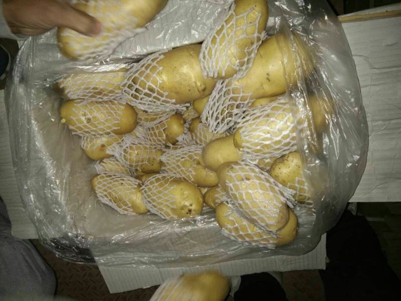 荷兰十五土豆大量供应箱装精品超袋装加工厂货