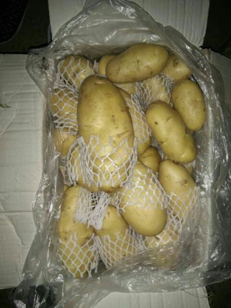 荷兰十五土豆大量供应箱装精品超袋装加工厂货