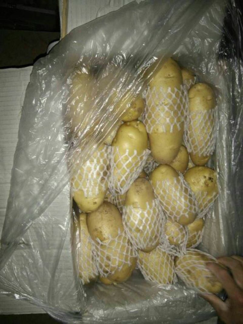 荷兰十五土豆大量供应箱装精品超袋装加工厂货