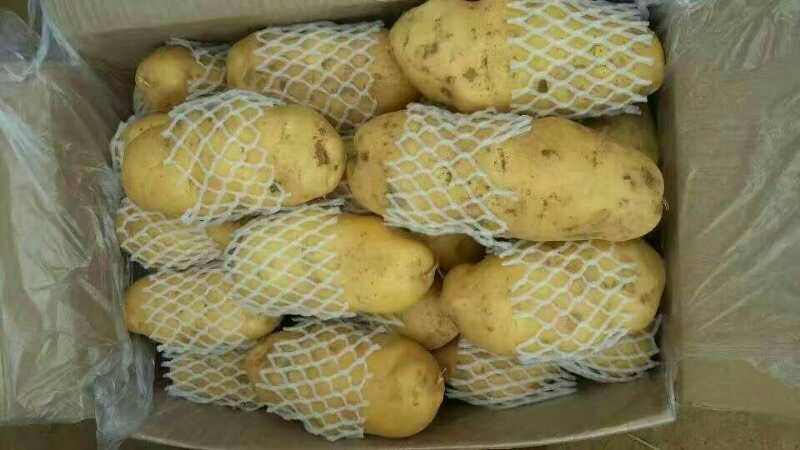 荷兰十五土豆大量供应箱装精品超袋装加工厂货