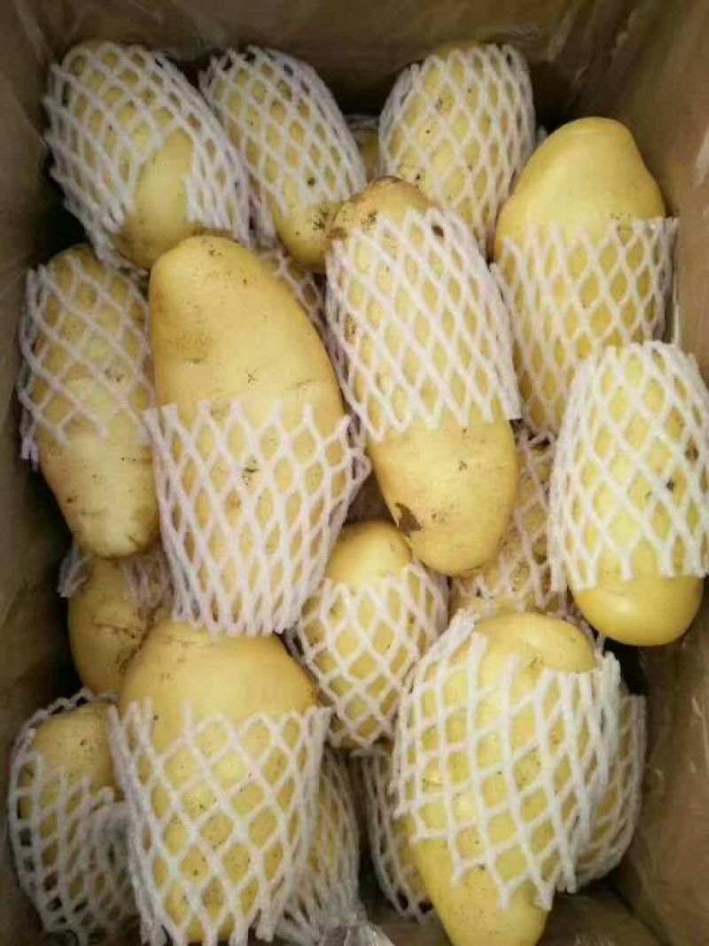 荷兰十五土豆大量供应箱装精品超袋装加工厂货