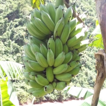 香蕉八成熟