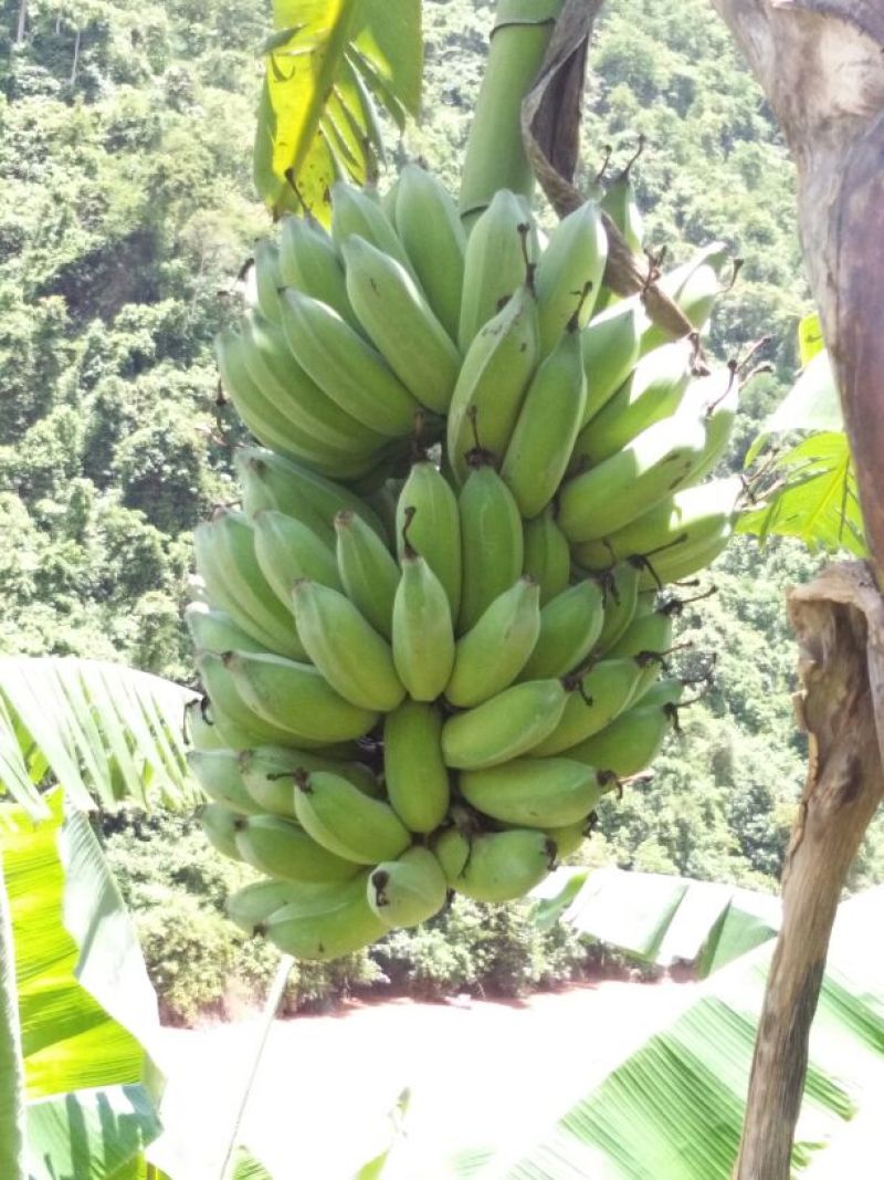 香蕉八成熟