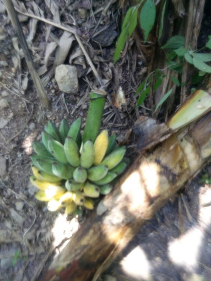 香蕉八成熟