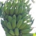 香蕉八成熟