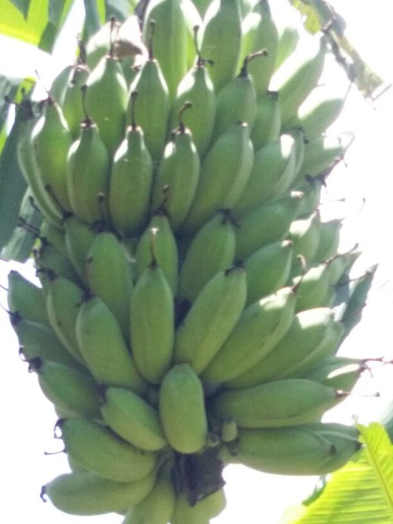 香蕉八成熟