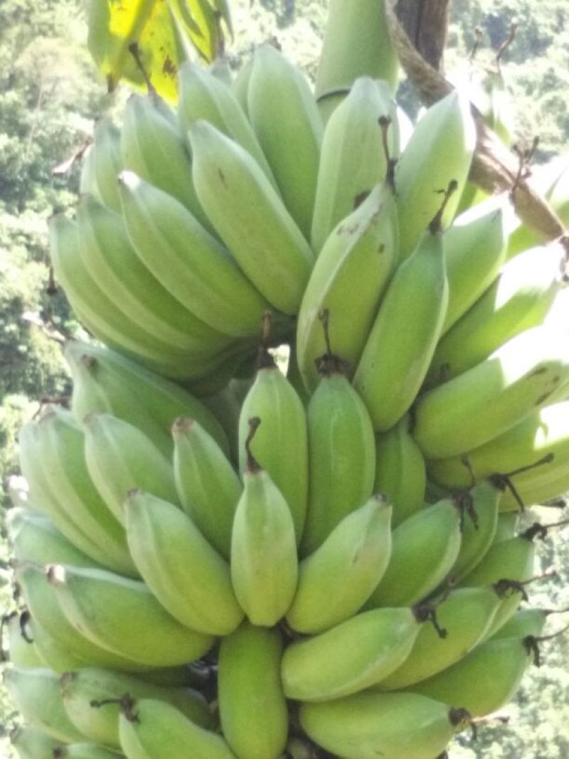 香蕉八成熟