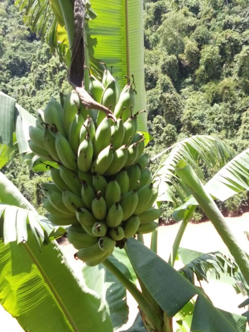 香蕉八成熟