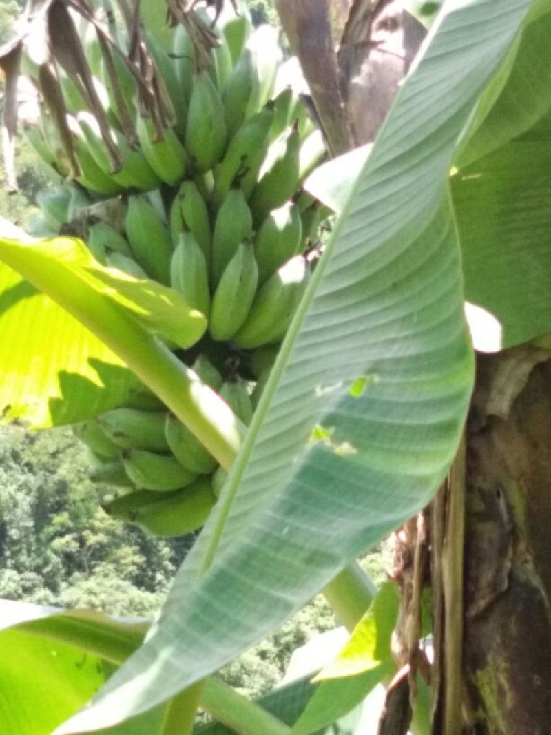 香蕉八成熟
