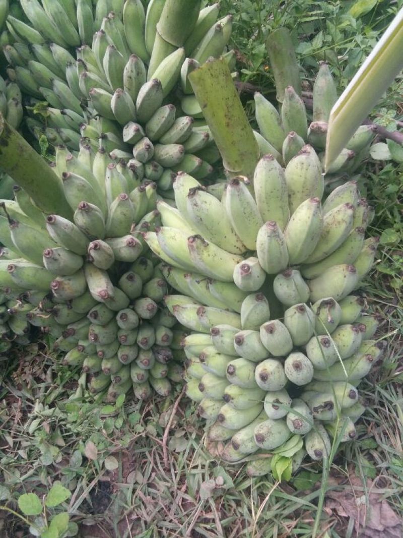 香蕉八成熟