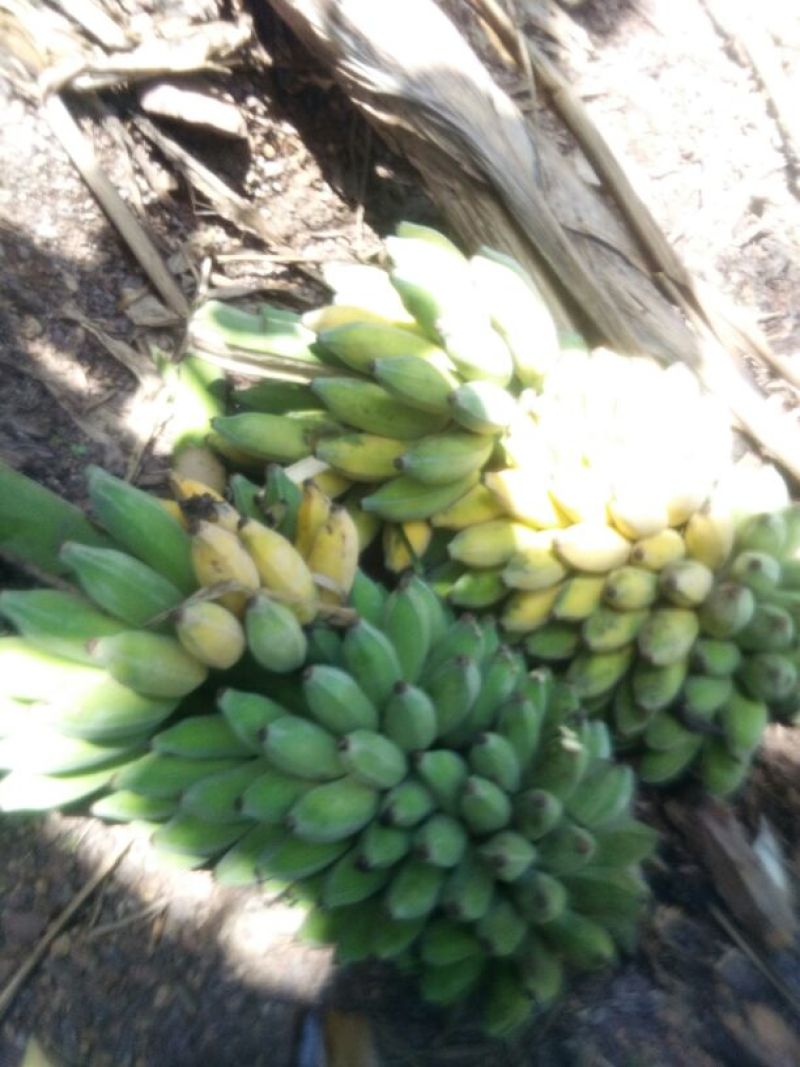 香蕉八成熟