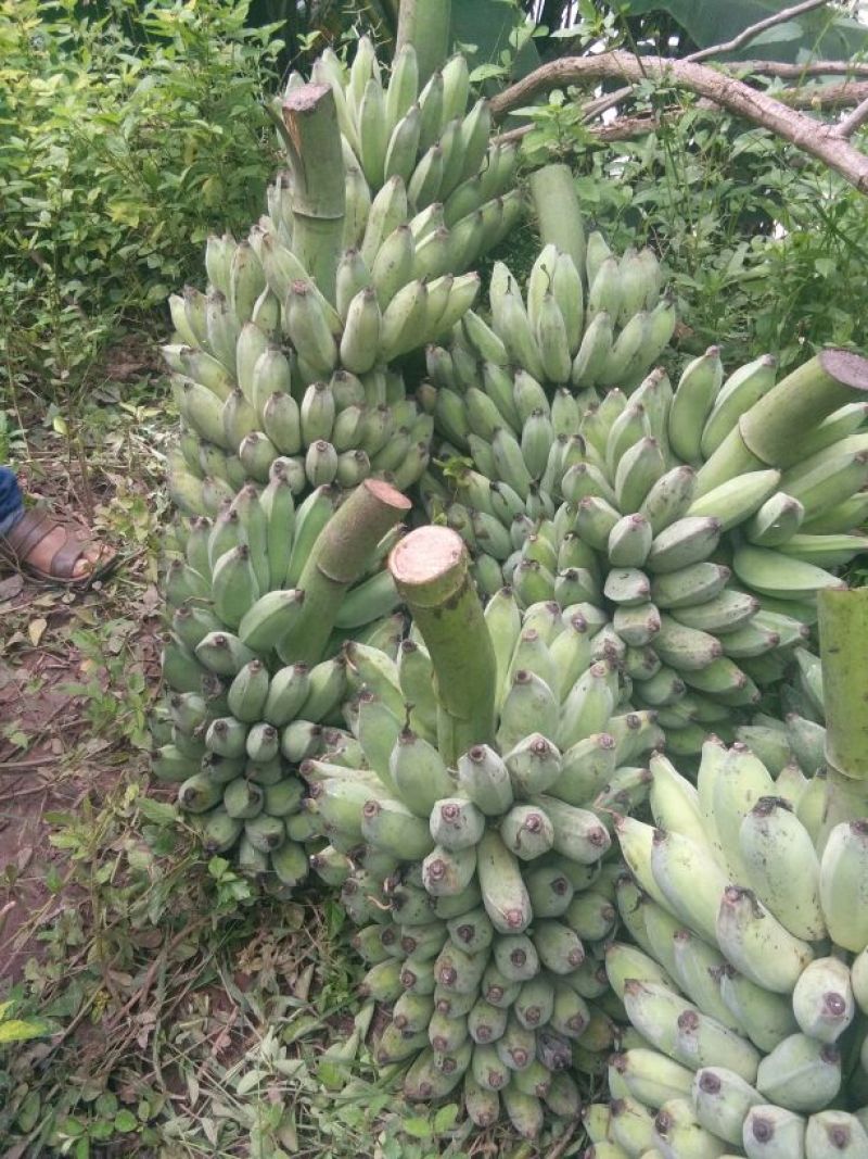 香蕉八成熟