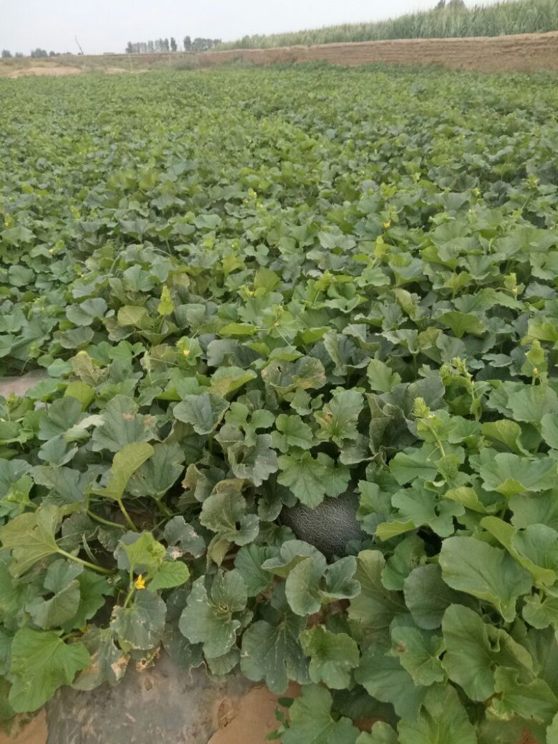 伽师瓜7斤以上长圆形