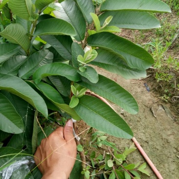 西瓜番石榴苗50~80cm