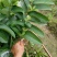 西瓜番石榴苗50~80cm