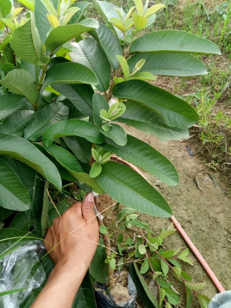 西瓜番石榴苗50~80cm