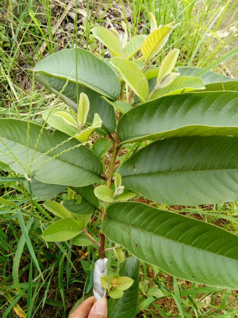 西瓜番石榴苗50~80cm