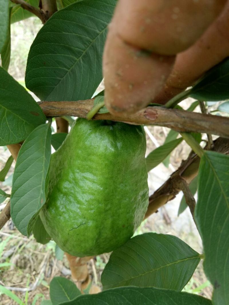 西瓜番石榴苗50~80cm