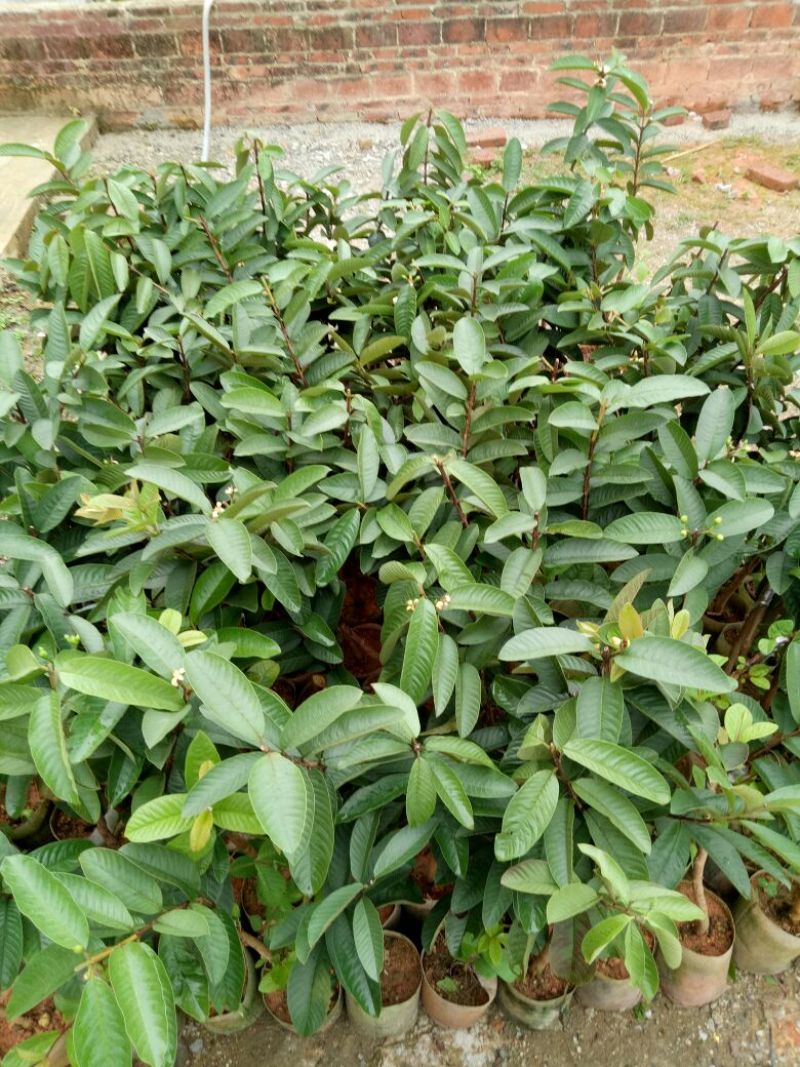 西瓜番石榴苗50~80cm