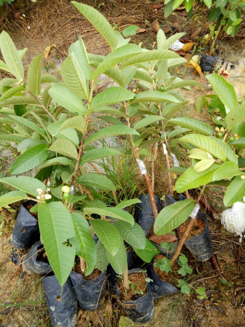 西瓜番石榴苗50~80cm