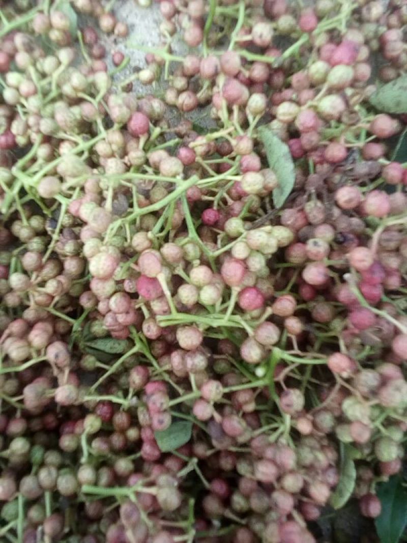 大面积鲜花椒，量还可以，品种多，欢迎收购