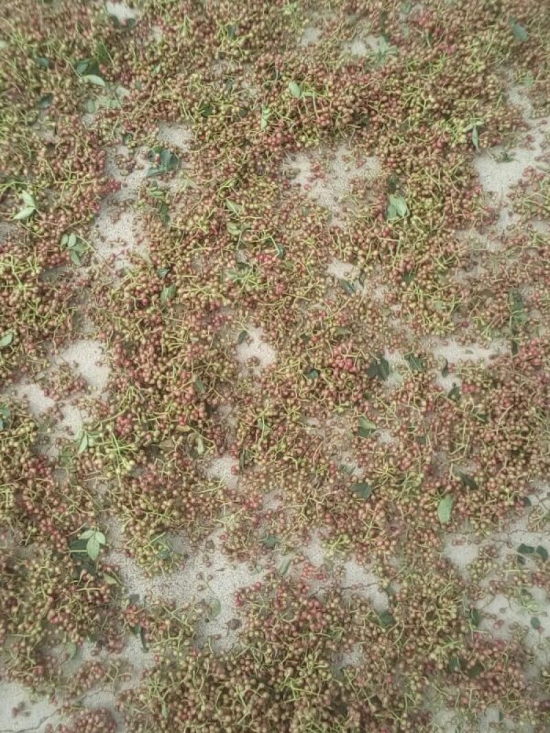 大面积鲜花椒，量还可以，品种多，欢迎收购