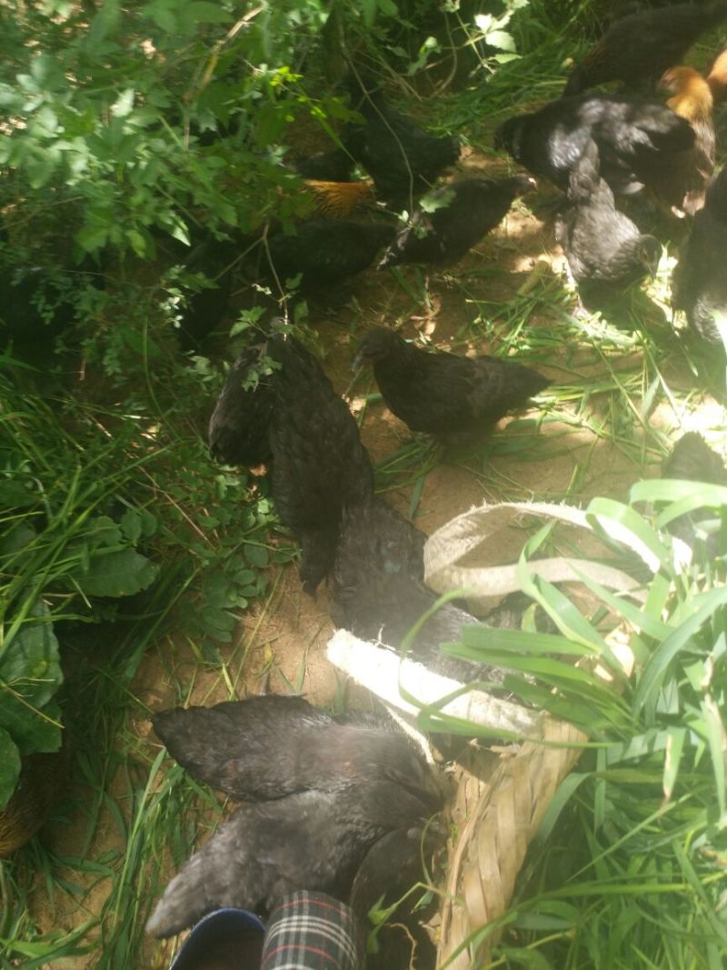 五黑鸡6月以下