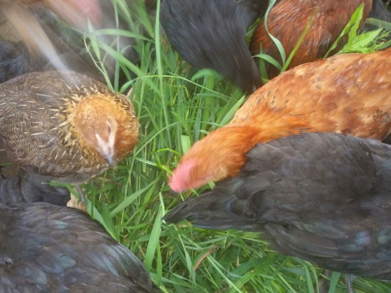 血毛土鸡6月以下