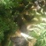 血毛土鸡6月以下