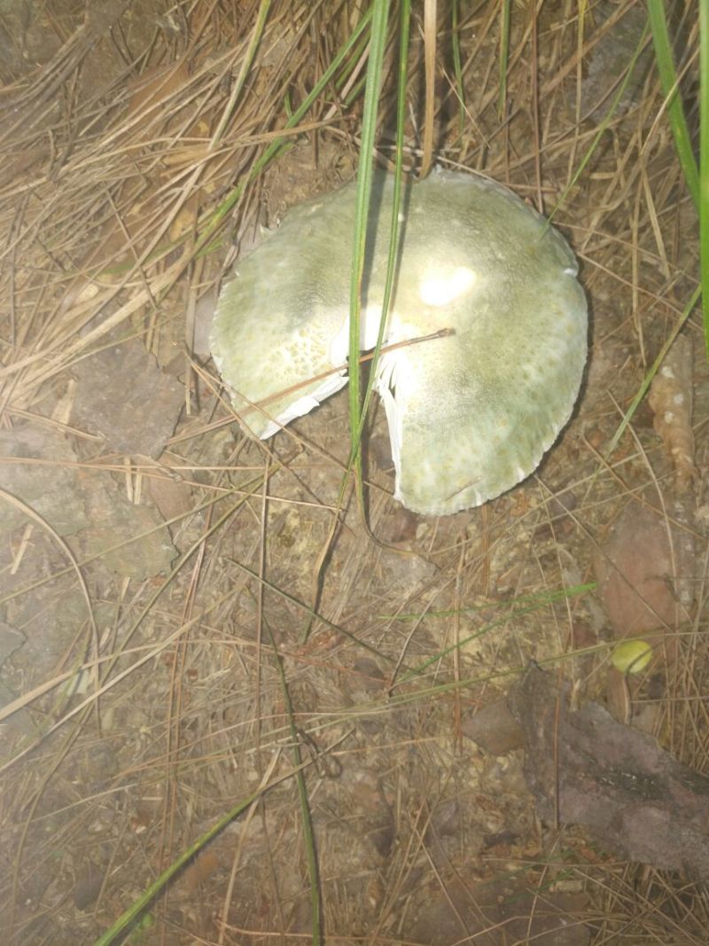血毛土鸡6月以下