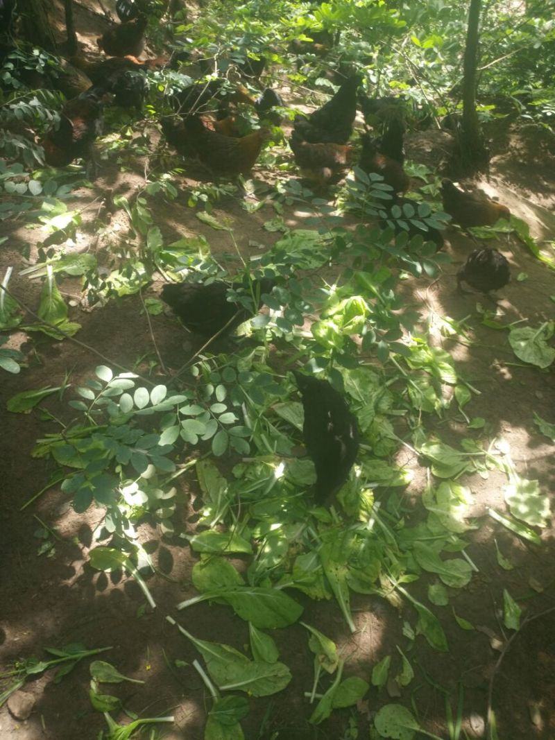 黑土鸡苗500克以上脱温苗通货