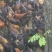 黑土鸡苗500克以上脱温苗通货