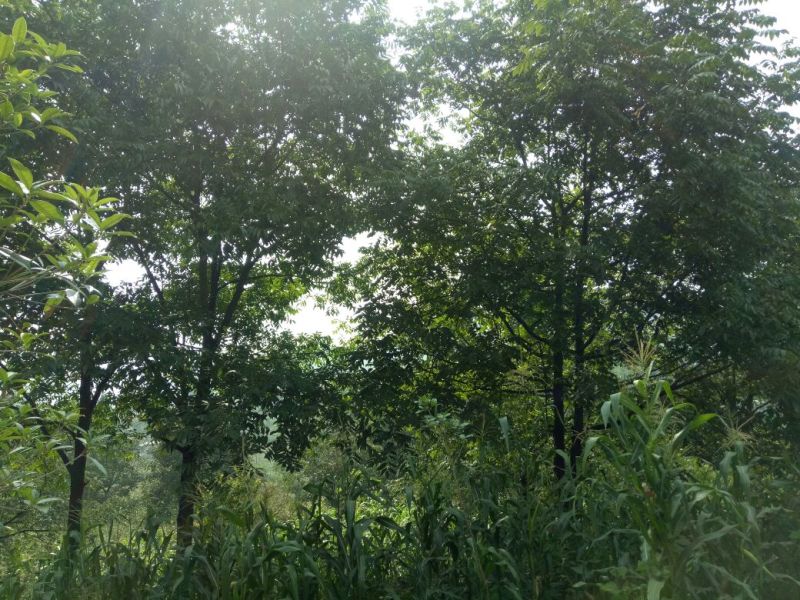 山核桃25mm以下去皮干