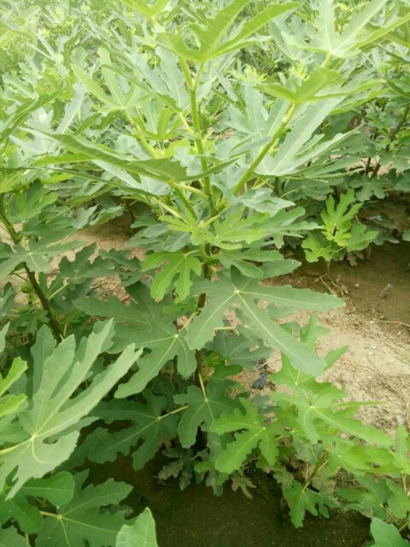 布兰瑞克无花果苗80cm以上
