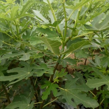 布兰瑞克无花果苗80cm以上