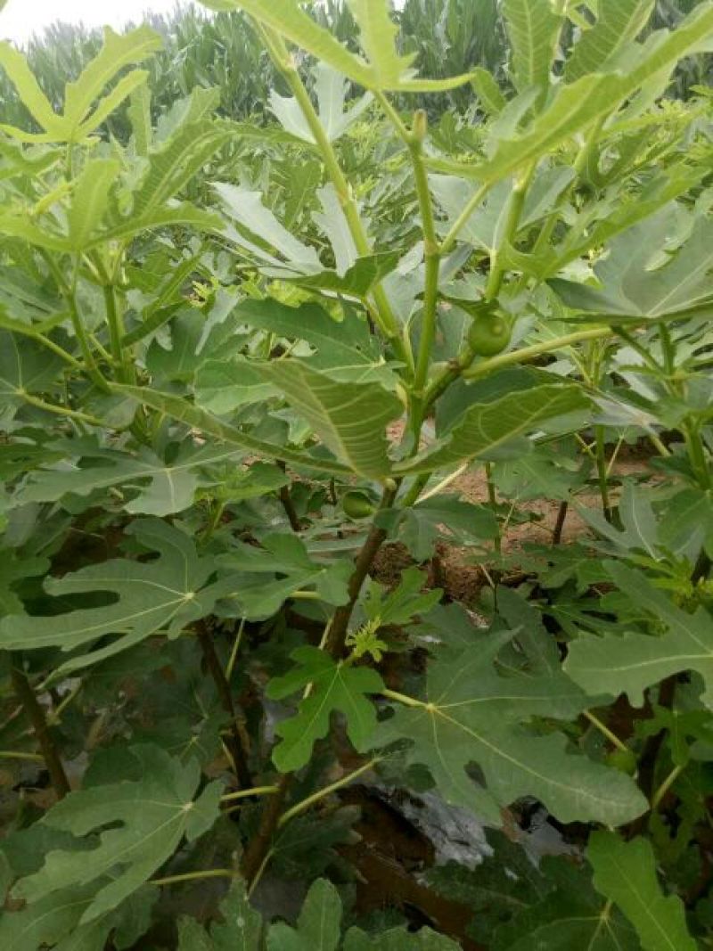 布兰瑞克无花果苗80cm以上