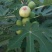 布兰瑞克无花果苗80cm以上
