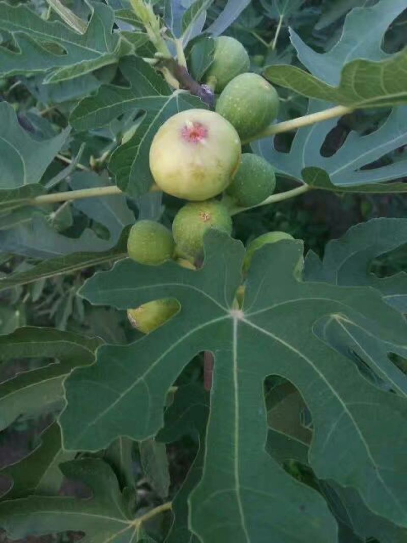 布兰瑞克无花果苗80cm以上