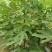 布兰瑞克无花果苗80cm以上