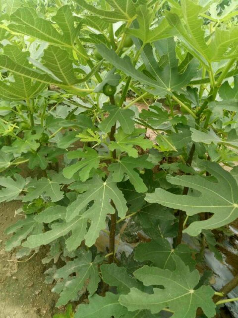 布兰瑞克无花果苗80cm以上