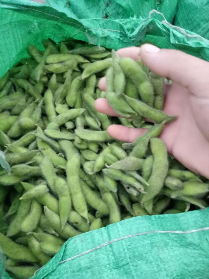 毛豆绿宝石