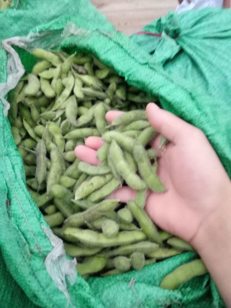 毛豆绿宝石