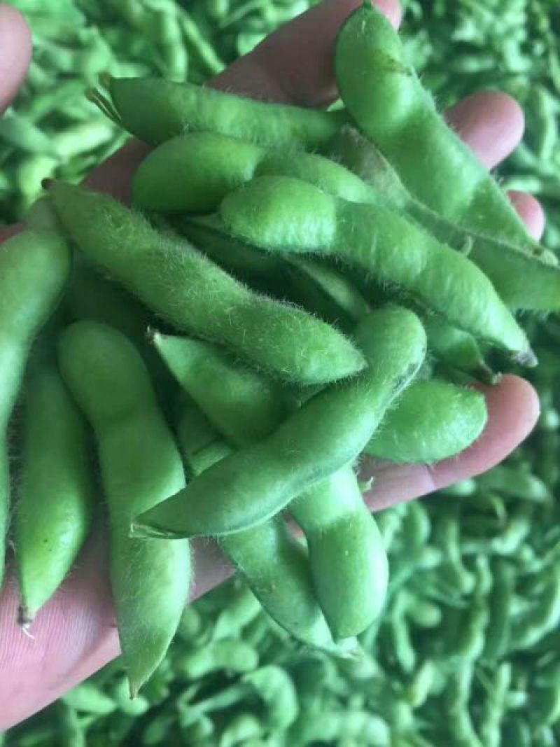 毛豆绿宝石