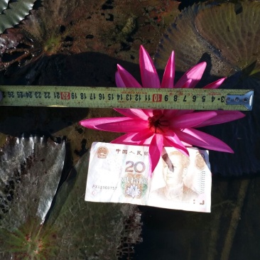 睡莲印度红，颜色大红，观赏性强，产地直销，货真价值